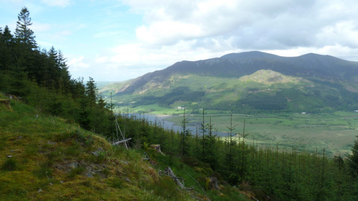 Whinlatter Forest parkrun