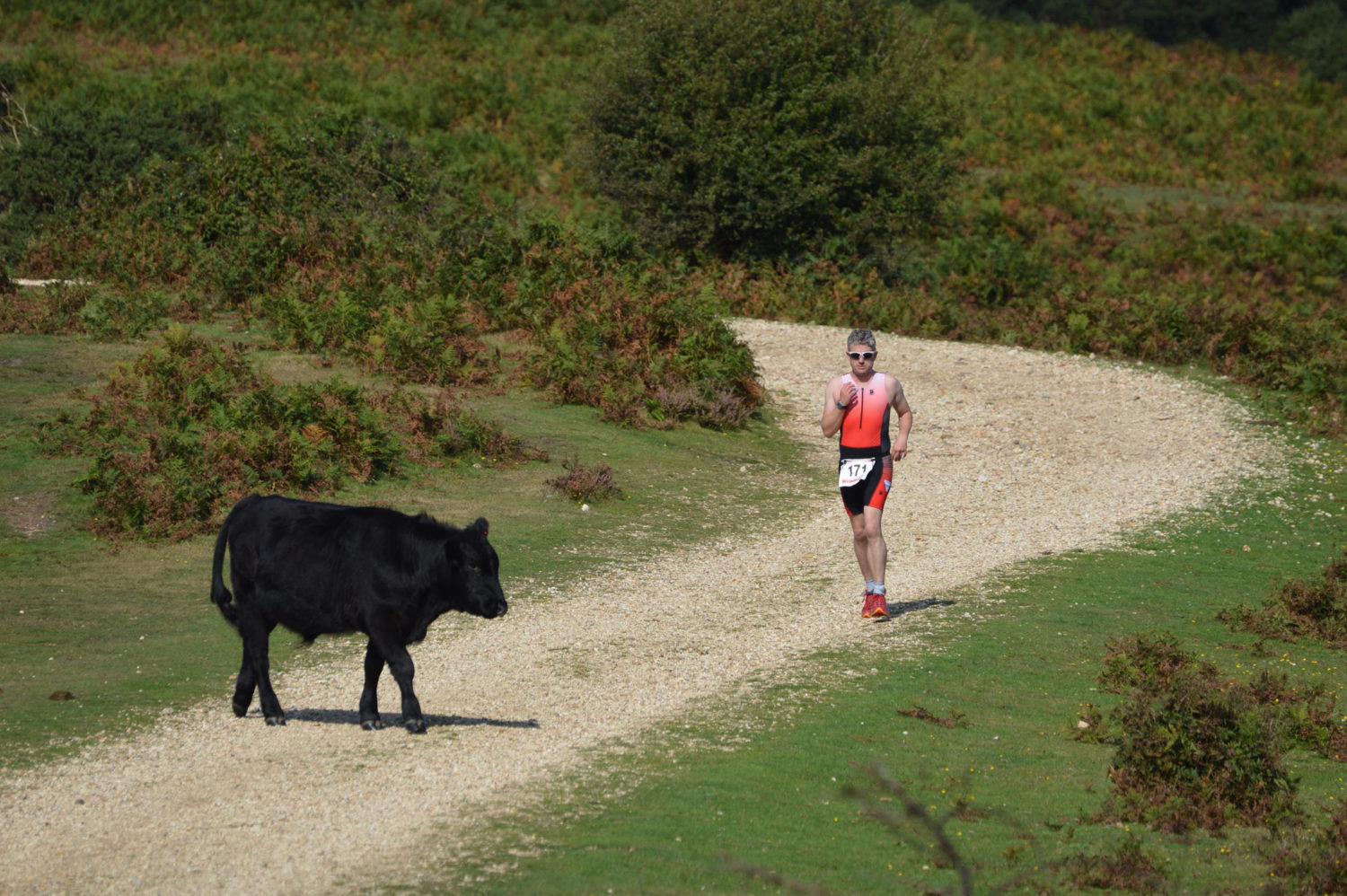 Race New Forest