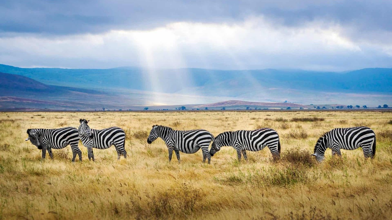 ultra-x-kenya